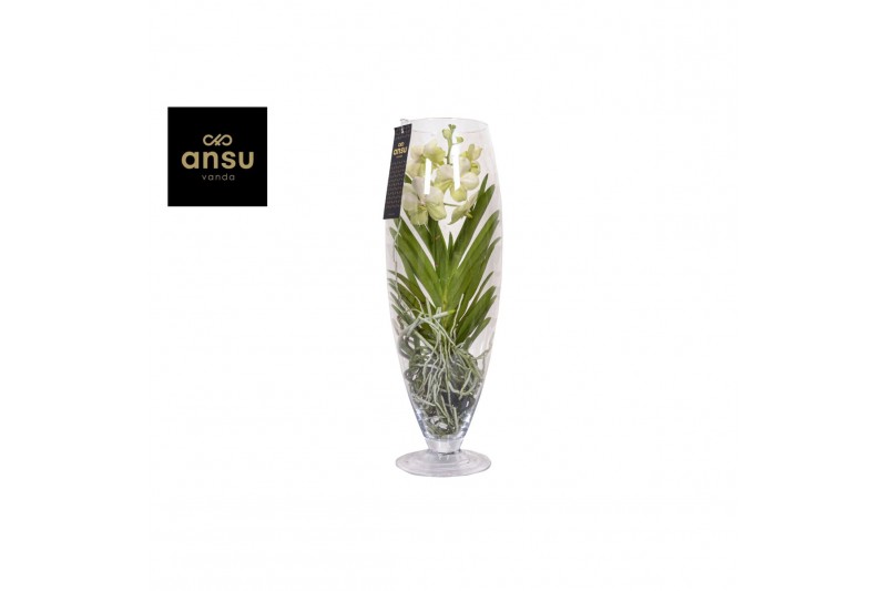 Vanda hybriden Vanda Champagne White 1 tak/plnt 