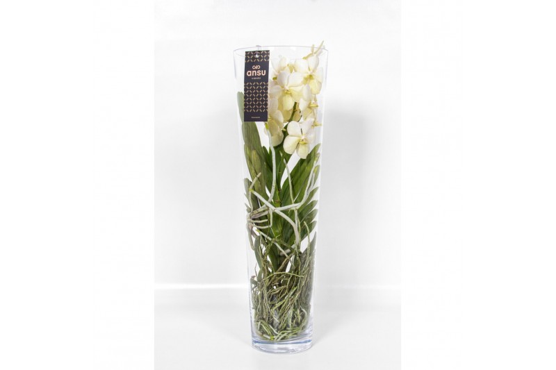 Vanda hybriden Vanda Lisanne 70 White 1 tak/plnt 