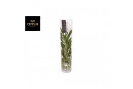 Vanda hybriden Vanda Michelle 70 White 1 tak/plnt