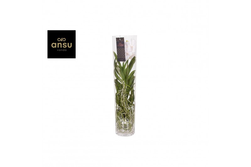 Vanda hybriden Vanda Michelle 70 White 1 tak/plnt 