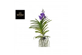 Vanda hybriden Vanda Tayanee Blue Large 1 tak/plnt