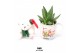 Arrangementen succulenten WOW Succulent, X-Mas mug and bear + mug and  