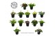 Kamerplanten mixkar mix kar 5,5cm 