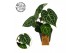 Anthurium clarinervium Anthurium Clarinervium 15cm 3 pp 