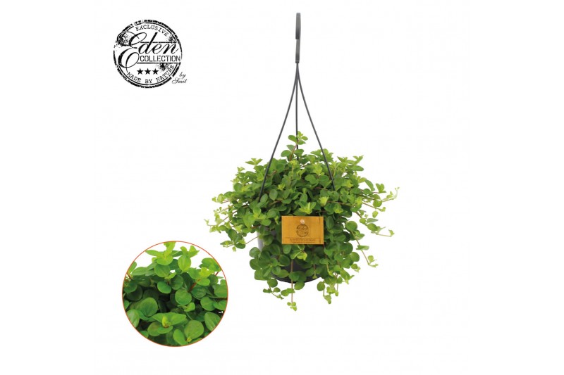 Peperomia rotundifolia Peperomia Rotundifolia 15cm HP 