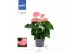 Anthurium andr. karma pink Anthurium - Karma Pink | 12cm 5 bl. 2 pp 
