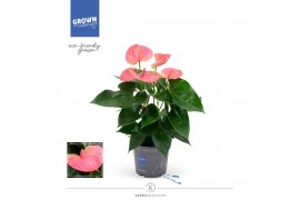 Anthurium andr. karma pink Anthurium - Karma Pink | 12cm 5 bl. 2 pp
