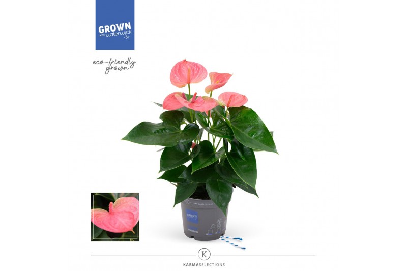 Anthurium andr. karma pink Anthurium - Karma Pink | 12cm 5 bl. 2 pp 