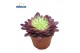 Aeonium Aeonium Mardi Grass1 pp 