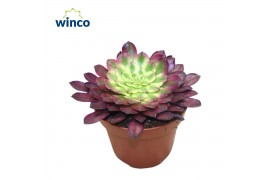 Aeonium Aeonium Mardi Grass1 pp