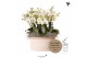 Phalaenopsis multiflora wit Kolibri Orchids Phalaenopsis Mono Bouquet  