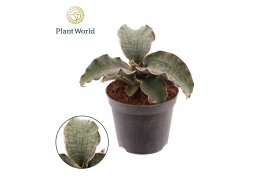 Sansevieria kirkii silver blue Sansevieria Kirkii Silver Blue overig p