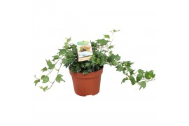 Hedera jessica helix Hedera helix Jessica30 - 34  cm 9 pp
