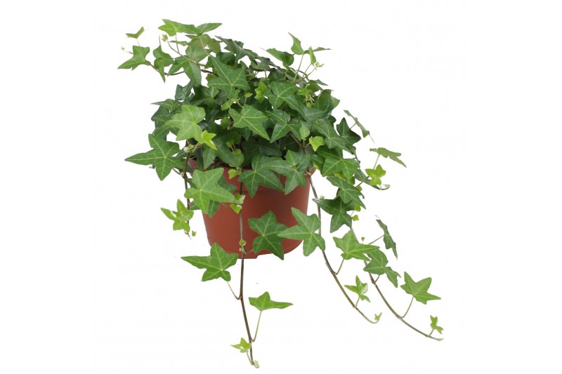 Hedera pittsburgh helix Hedera helix Pitsburg30 - 34  cm 9 pp 