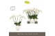 Phalaenopsis wit Theatro Jazz 5 spike in Abruzzo White Aquo 24 bl. 5 t 