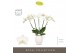 Phalaenopsis wit Theatro Jazz 5 spike in Abruzzo White Aquo 24 bl. 5 t 