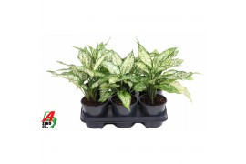 Aglaonema Aglaonema White Diamond2 pp