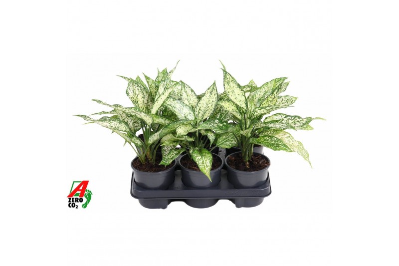 Aglaonema Aglaonema White Diamond2 pp 