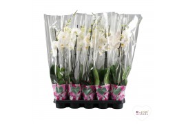 Phalaenopsis wit Phalaenopsis wit - 2 tak 80cm A2 12 bl. 2 tak/plnt