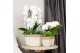 Phalaenopsis elegant cascade Kolibri Orchids Phalaenopsis Mono Bouquet 