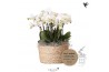 Phalaenopsis wit Kolibri Orchids Phalaenopsis Mono Bouquet Ghent 9 spi