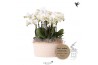 Phalaenopsis wit Kolibri Orchids Phalaenopsis Mono Bouquet Ghent 9 spi