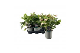 Helleborus overig Helleborus ViV Eloisa 20 bl.