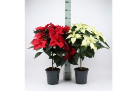 Euphorbia pul. mix 2 kleuren Euph P Op Stam Gemengd Rood en Wit 9 bl. 