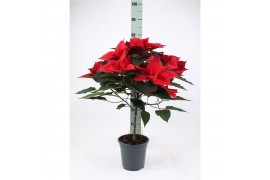 Euphorbia pul. grande italia Euph P Op Stam Grande Italia Rood 9 bl. 1