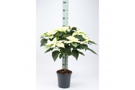 Euphorbia Moni Euph P Op Stam Moni Wit 9 bl. 1 pp