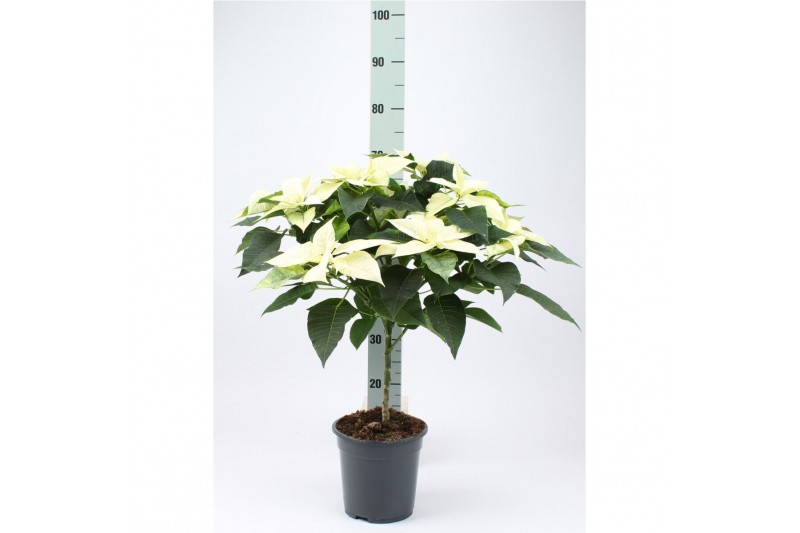 Euphorbia Moni Euph P Op Stam Moni Wit 9 bl. 1 pp 