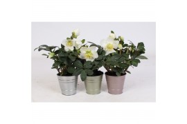Helleborus niger christmas carol Helleborus n. Christmas Carol 12cm in