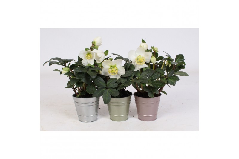 Helleborus niger christmas carol Helleborus n. Christmas Carol 12cm in 