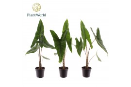 Alocasia zebrina Alocasia Zebrina 7 cm 1 pp