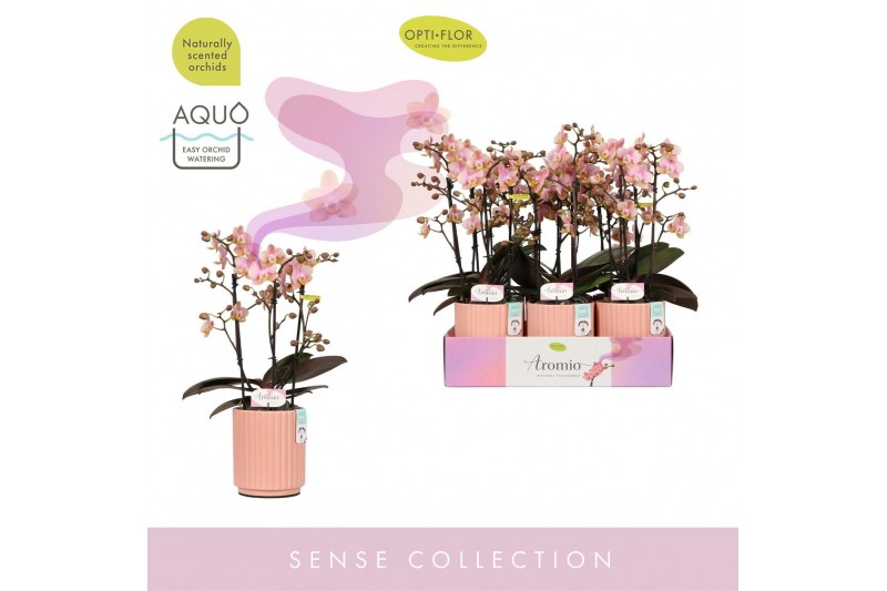 Phalaenopsis multiflora roze Aromio Oriental 3 spike in Molise Salmon  