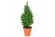 Chamaecyparis thyoides top point Chamaecyparis Thyoidis Toppoint DECO 