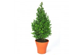 Chamaecyparis thyoides top point Chamaecyparis Thyoidis Toppoint DECO