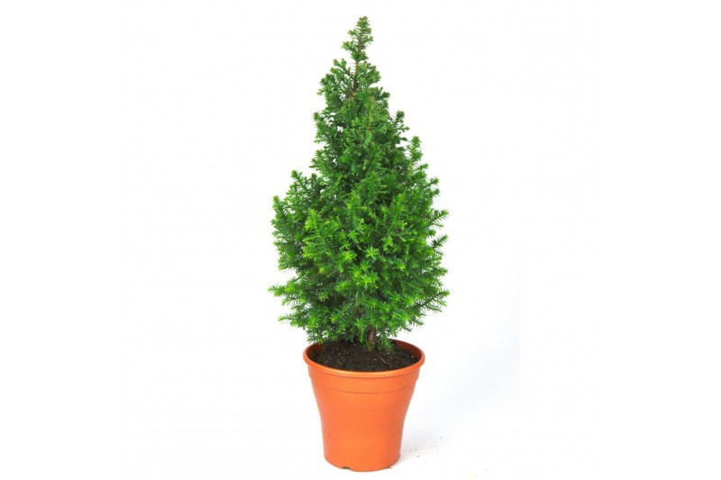 Chamaecyparis thyoides top point Chamaecyparis Thyoidis Toppoint DECO 