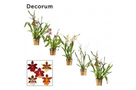 Cambria mix Cambria 2 tak mix (Decorum)2 tak/plnt