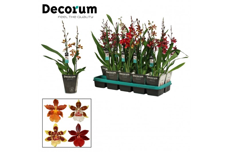 Cambria mix Cambria 2 tak mix kort (Decorum)2 tak/plnt 