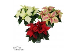 Euphorbia pul. mix Poinsettia mix 13cm 4 bloem4 bl.