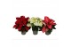Euphorbia pul. mix Poinsettia mix 13cm 4 bloem4 bl. 