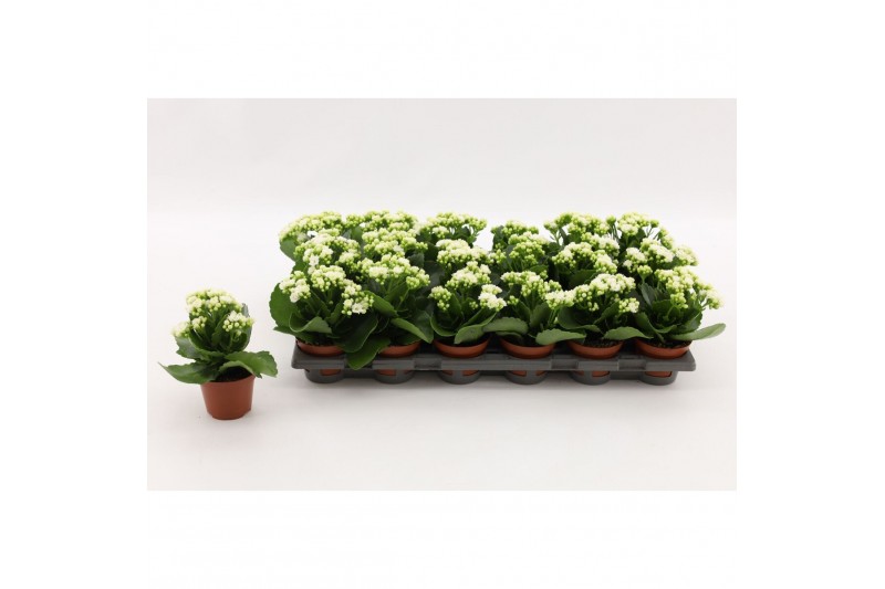 Kalanchoe calandiva whites Kalanchoe Double White, without sleeve 1 pp 