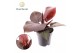 Philodendron Philodendron Cherry red 1 pp 