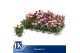 Dianthus mix Dianthus gemengd in de tray P 91 pp 