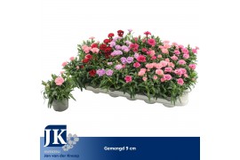 Dianthus mix Dianthus gemengd in de tray P 91 pp