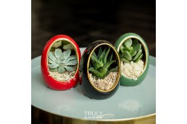 Arrangementen succulenten TRULY Succulent, Egg Colour mix gold1 pp