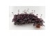 Heuchera americana dale Heuchera Sugar Plum22 cm diameter 1 pp 