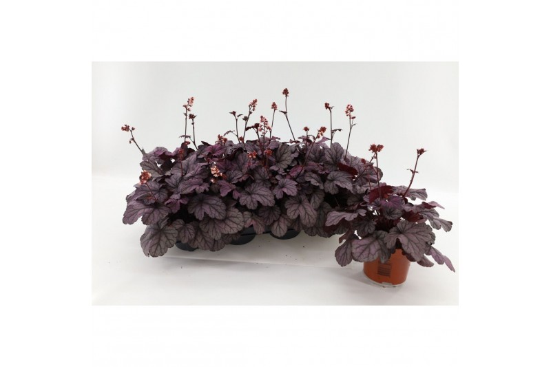 Heuchera americana dale Heuchera Sugar Plum22 cm diameter 1 pp 