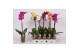 Phalaenopsis mix Phalaenopsis mix 5 kleuren - 1 tak, 9+/vertakt9 bl. 1 
